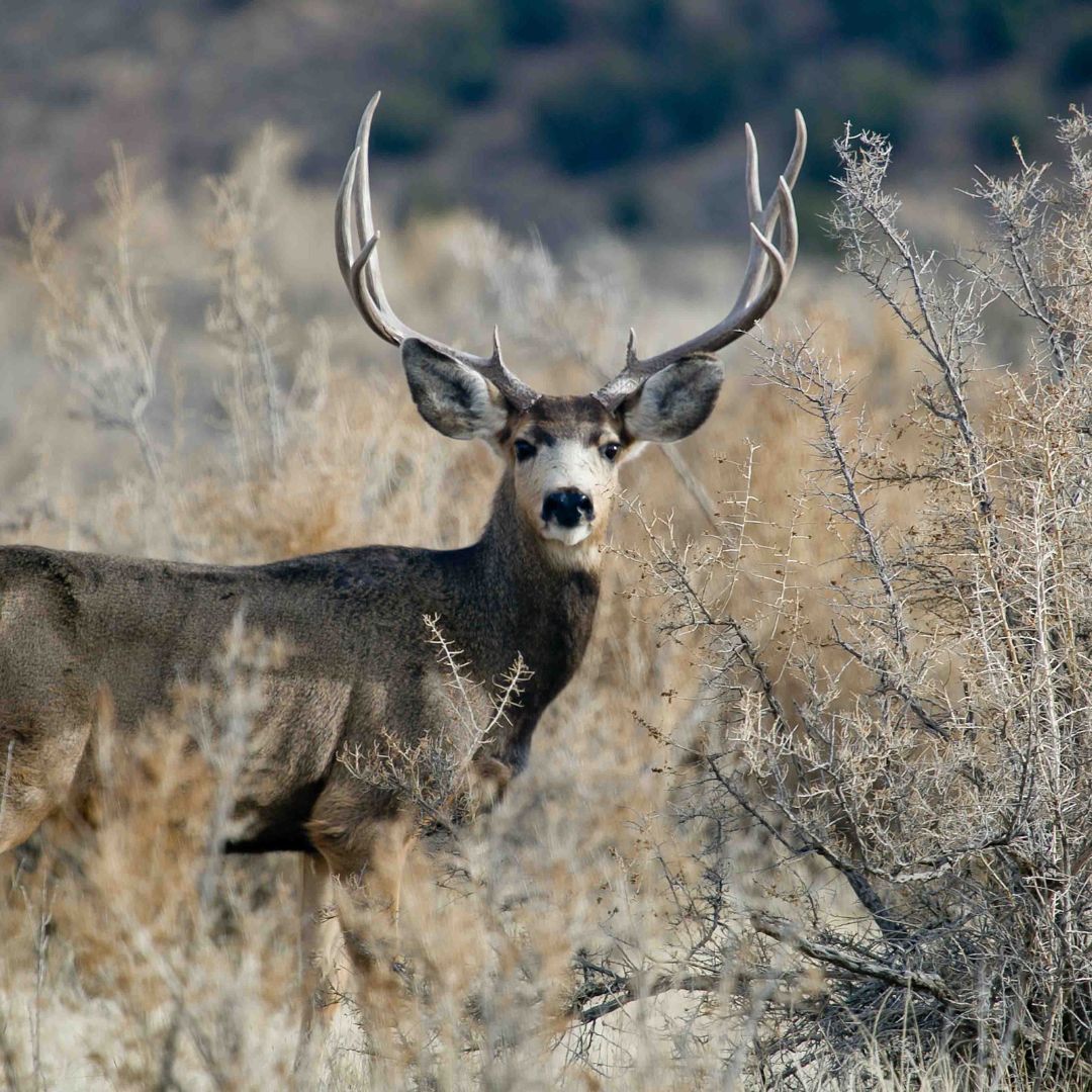 dead deer removal